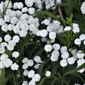 Reico Achillea
