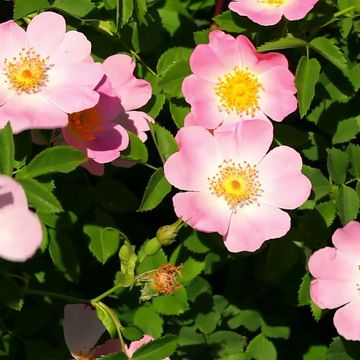 Reico rosa canina