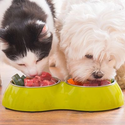 Cane e gatto che mangiano dalla stessa ciotola