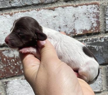 Chocolate And Tan Piebald Mini Dachshund Female
