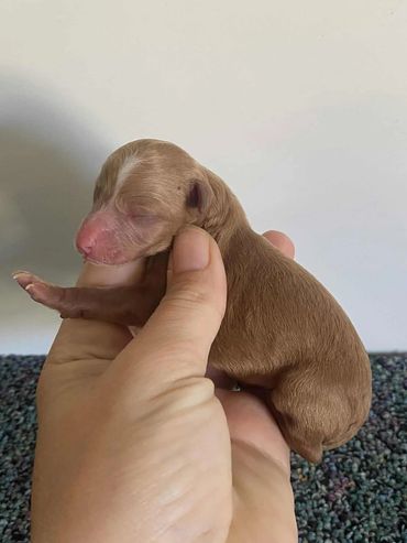 Red Toy Poodle Female