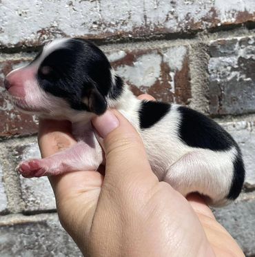 Black And Tan Piebald Mini Dachshund Male