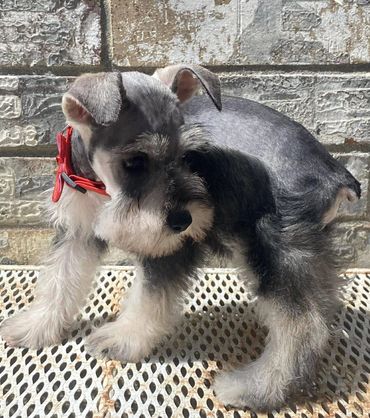 Salt And Pepper Female Mini Schnauzer
