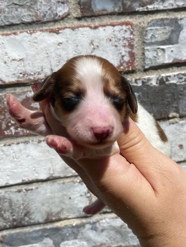 Shaded Red Piebald Mini Dachshund Male