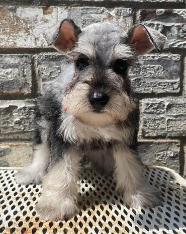 Salt And Pepper Mini Schnauzer Female