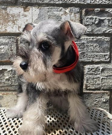 Salt And Pepper Female Mini Schnauzer