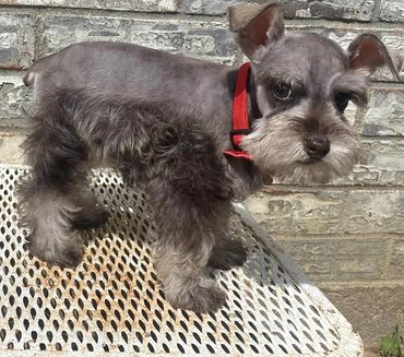 Liver Pepper Mini Schnauzer Female