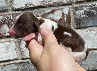 Chocolate And Tan Piebald Mini Dachshund Male