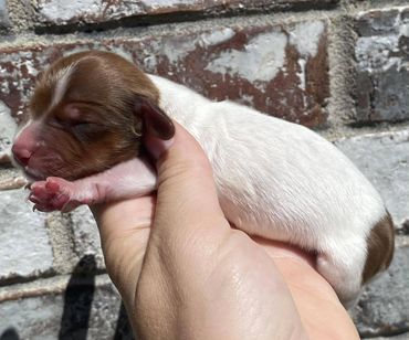 Chocolate Based Red Piebald Mini Dachshund Female