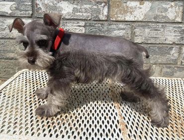Liver Pepper Mini Schnauzer Female