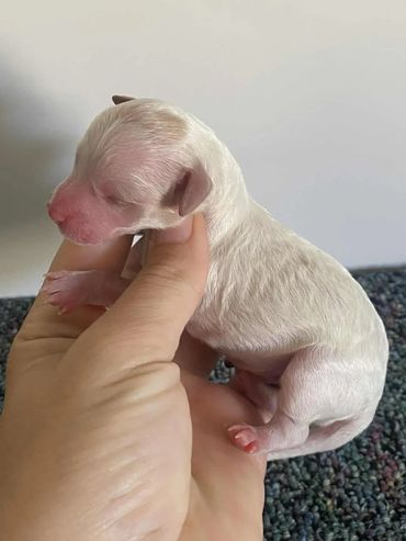 Red Parti Toy Poodle Male