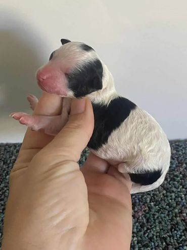 Black Parti Toy Poodle Female