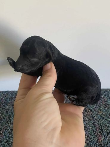 Black Toy Poodle Female