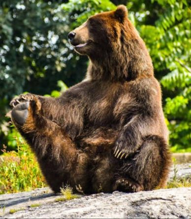 A brown bear sitting with one leg raised.