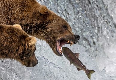 A bear catching a fish.
