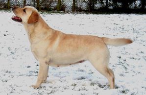 Cremino Country Rose