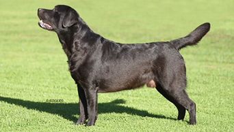 A Sense of Pleasures ZZ Top