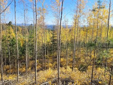 Autumn forest with tall thin trees and yellow foliage under a clear blue sky.