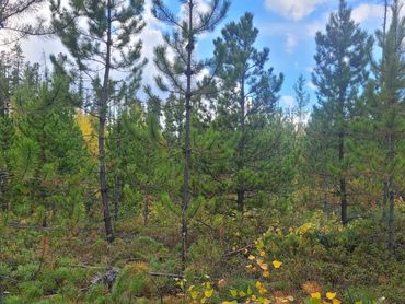 Dense forest with young pine trees and autumn foliage under a partly cloudy sky.