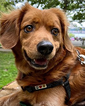 Max, the dog hero from Max & Layla's Epic Adventure, written by author Dominic Presscott