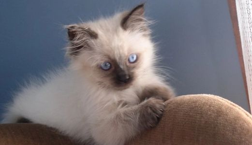 kitten blue eyes