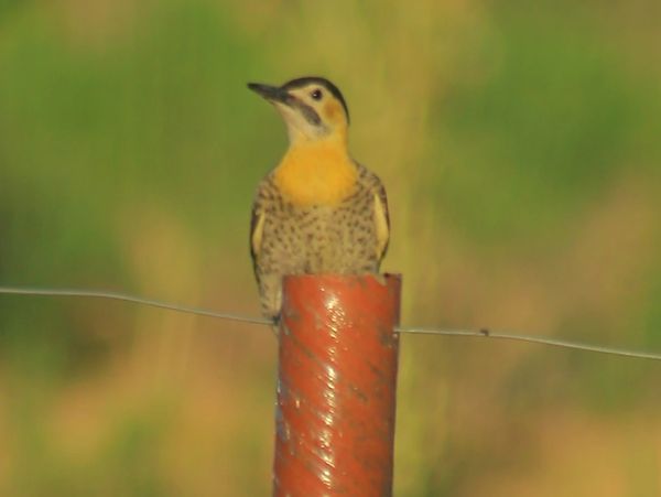 Carpintero Campestre-Colaptes campestris