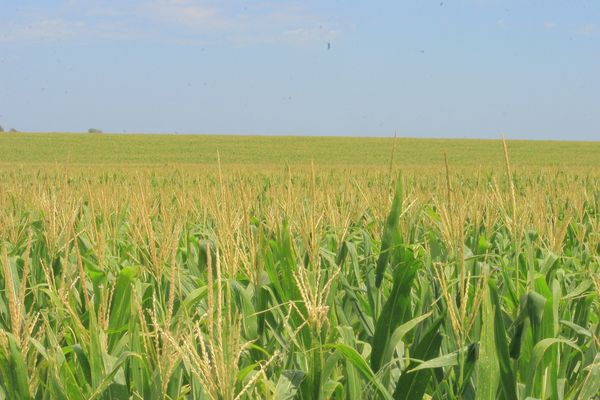 Maizal en Las Moscas Entre Ríos