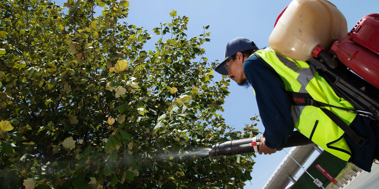 Trabajador de ABP rociando pesticida ecológico a un árbol.