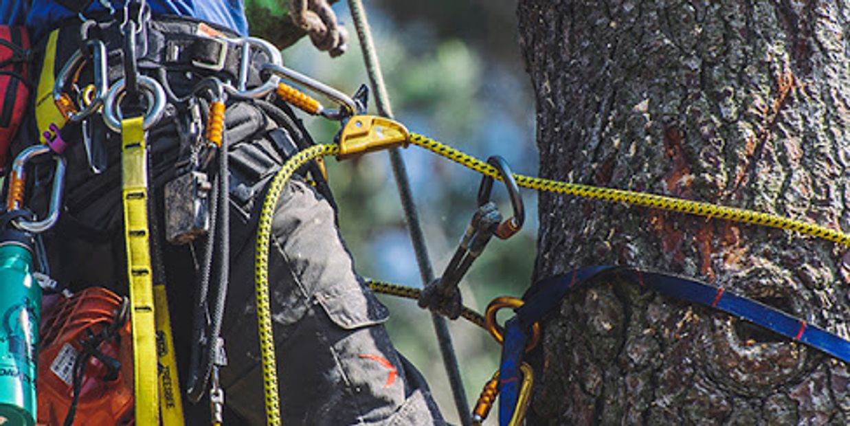 Trabajador de ABP escalando la corteza de un árbol.