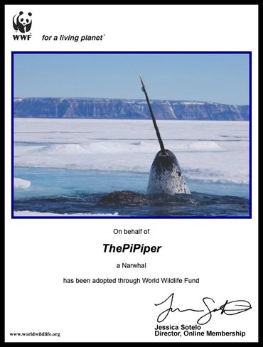 wwf for a living planetn narwhal artic ocean sea animal whale tooth creature elf world wildlife fund