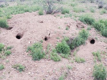 Banner -tailed Kangaroo Rat mound