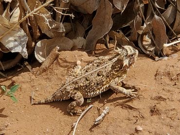 Texas Horned Lizard