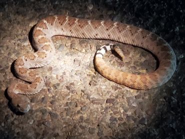 Western Diamondback Rattlesnake