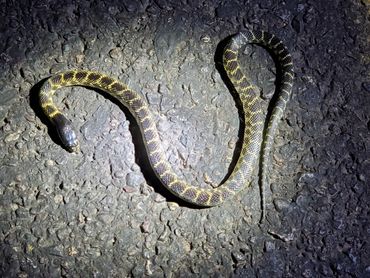 Desert Kingsnake