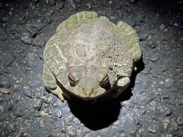 Great Plains Toad