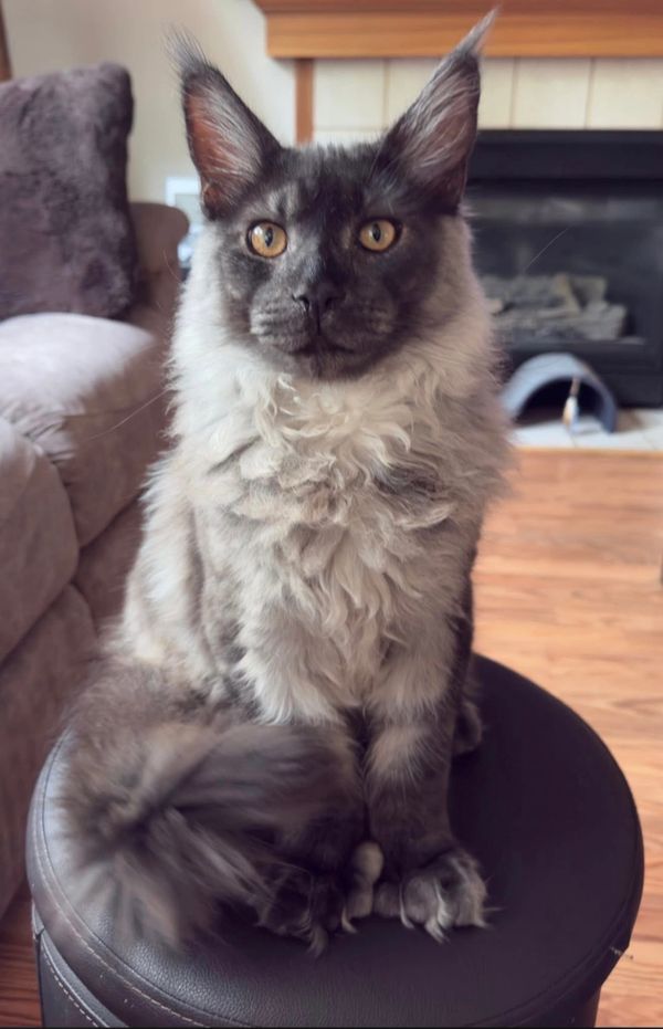 "Bastet Maine Coons Sarge", 6 months old - Adopted Family Supplied Photo.