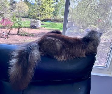 Maine Coon kittens Bellevue WA