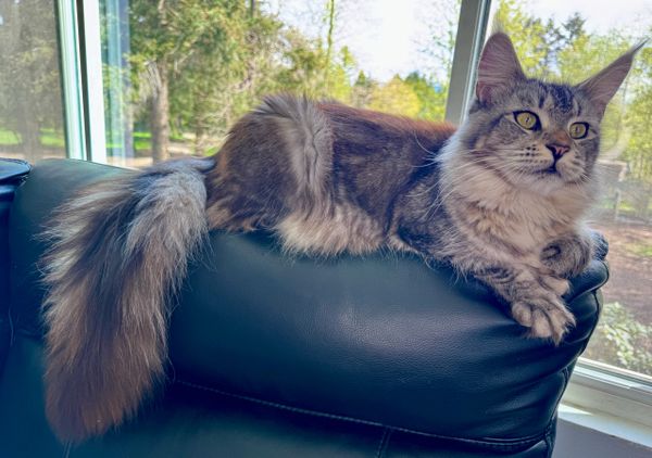 Maine Coon kittens Issaquah WA