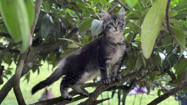 A fluffy gray kitten stands alert on a tree branch surrounded by green leaves.