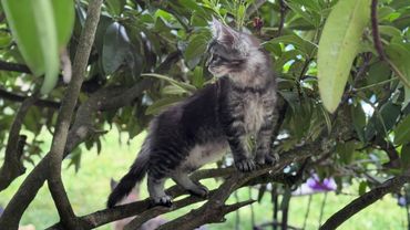 A fluffy gray tabby kitten standing on a tree branch surrounded by green leaves.