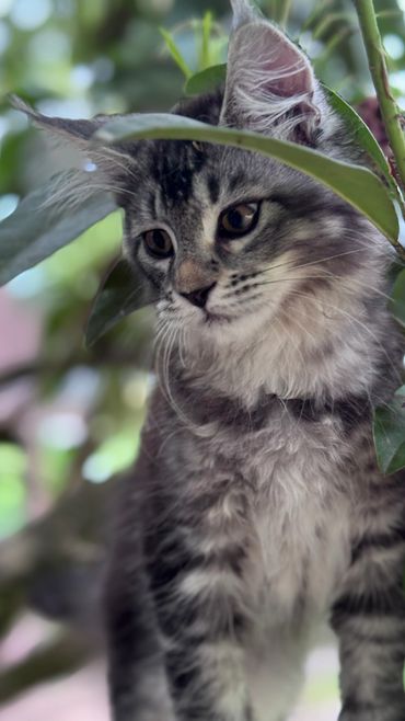 A gray tabby cat peeks through green leaves, looking curious and thoughtful.