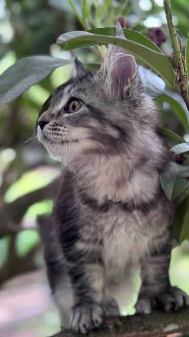 A gray tabby kitten perched among green leaves, looking intently to the side.