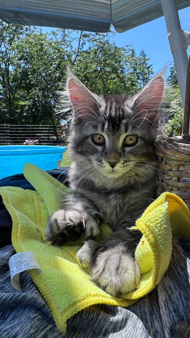Fluffy gray kitten resting on a yellow cloth outdoors.