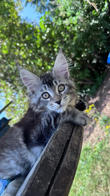 A curious gray tabby kitten gazes at the camera from a wooden railing outdoors.
