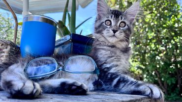 Fluffy kitten lounges with glasses and blue cup outside on a sunny day.