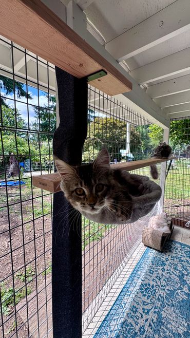 Three cats relaxing in an outdoor cat enclosure with cozy resting spots.
