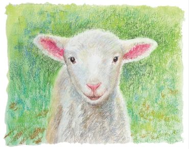 A colored pencil drawing of a fluffy white lamb with pink ears against a green grassy background.