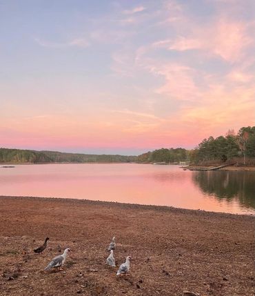 ducks gathering on the beach at Allatoona Lake in Acworth Georgia