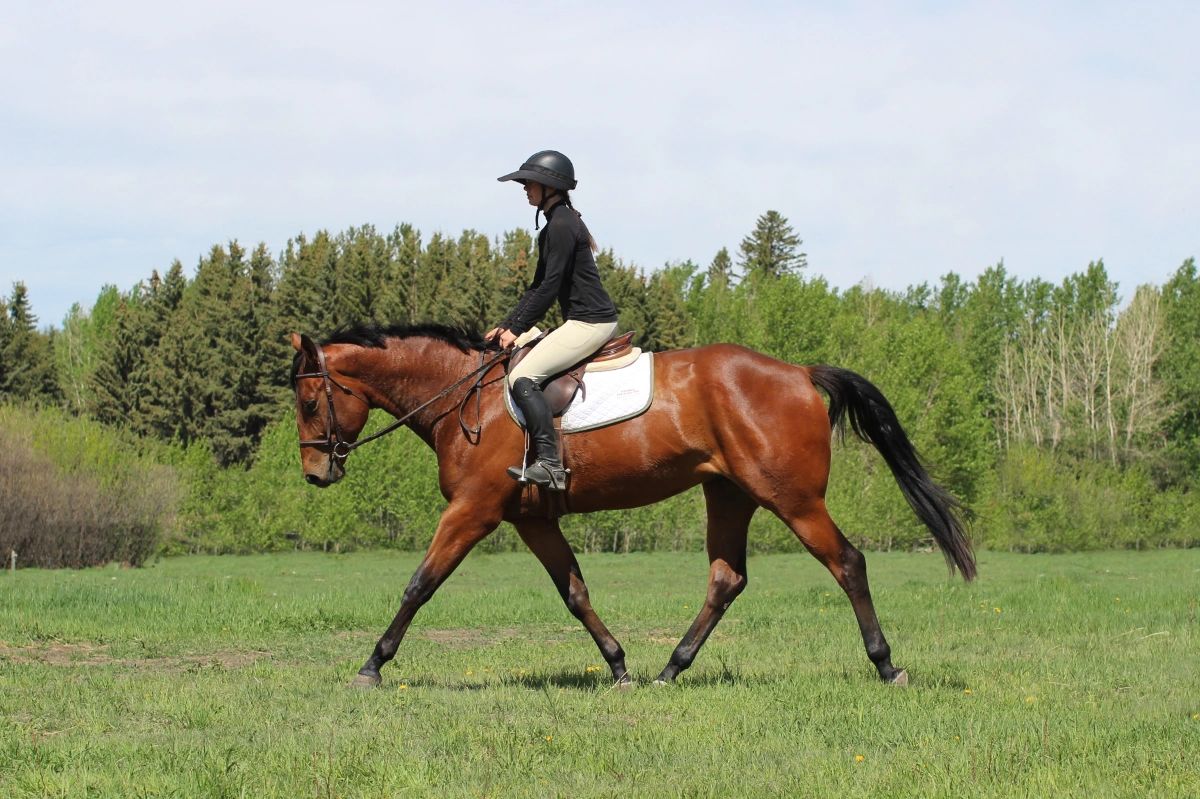 Person riding a horse in a field.