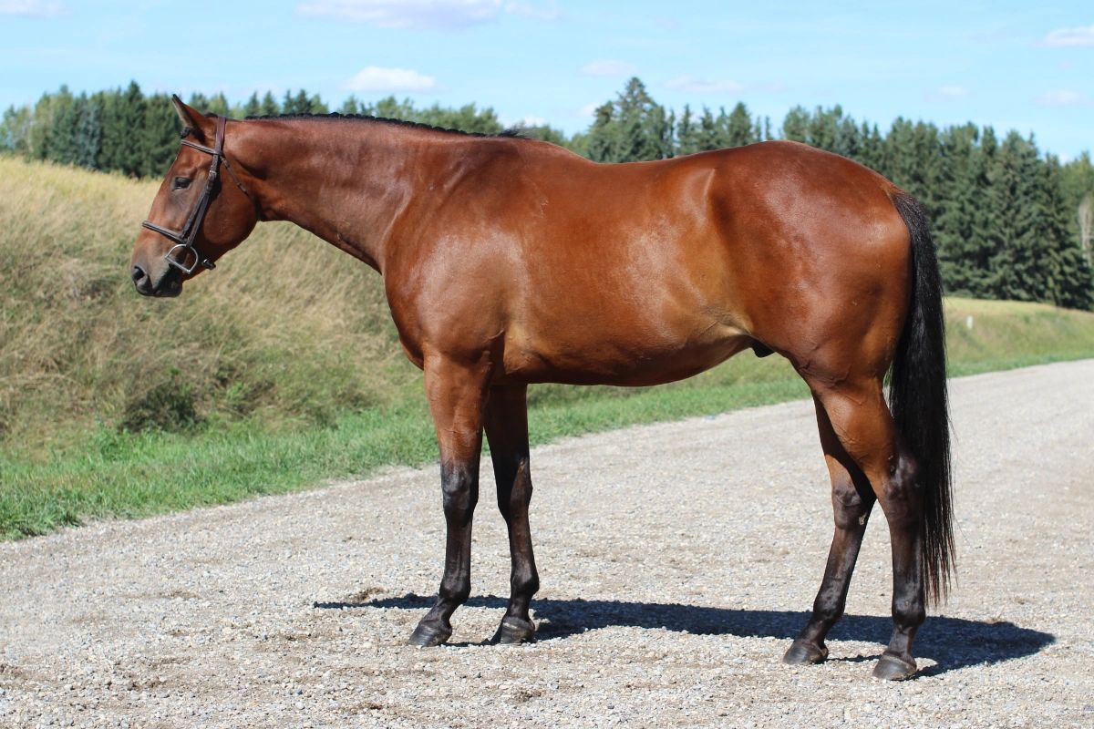 Brown horse standing on a dirt road.